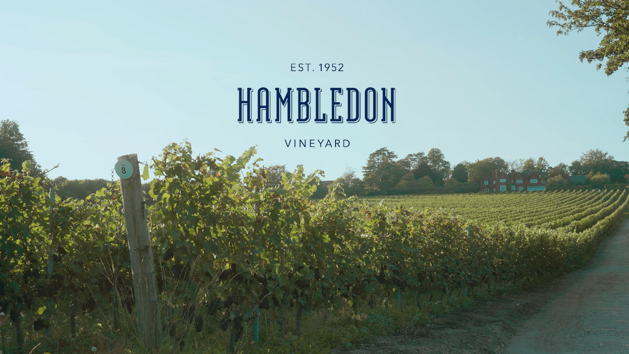 Hambledon Vineyard (Harvest)
